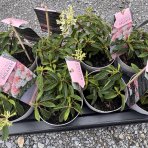 Hortenzia metlinatá (Hydrangea paniculata) ´GROUNDBREAKER® BLUSH´ by LIVING CREATIONS®´ - výška 20-30 cm, kont. C1.5L